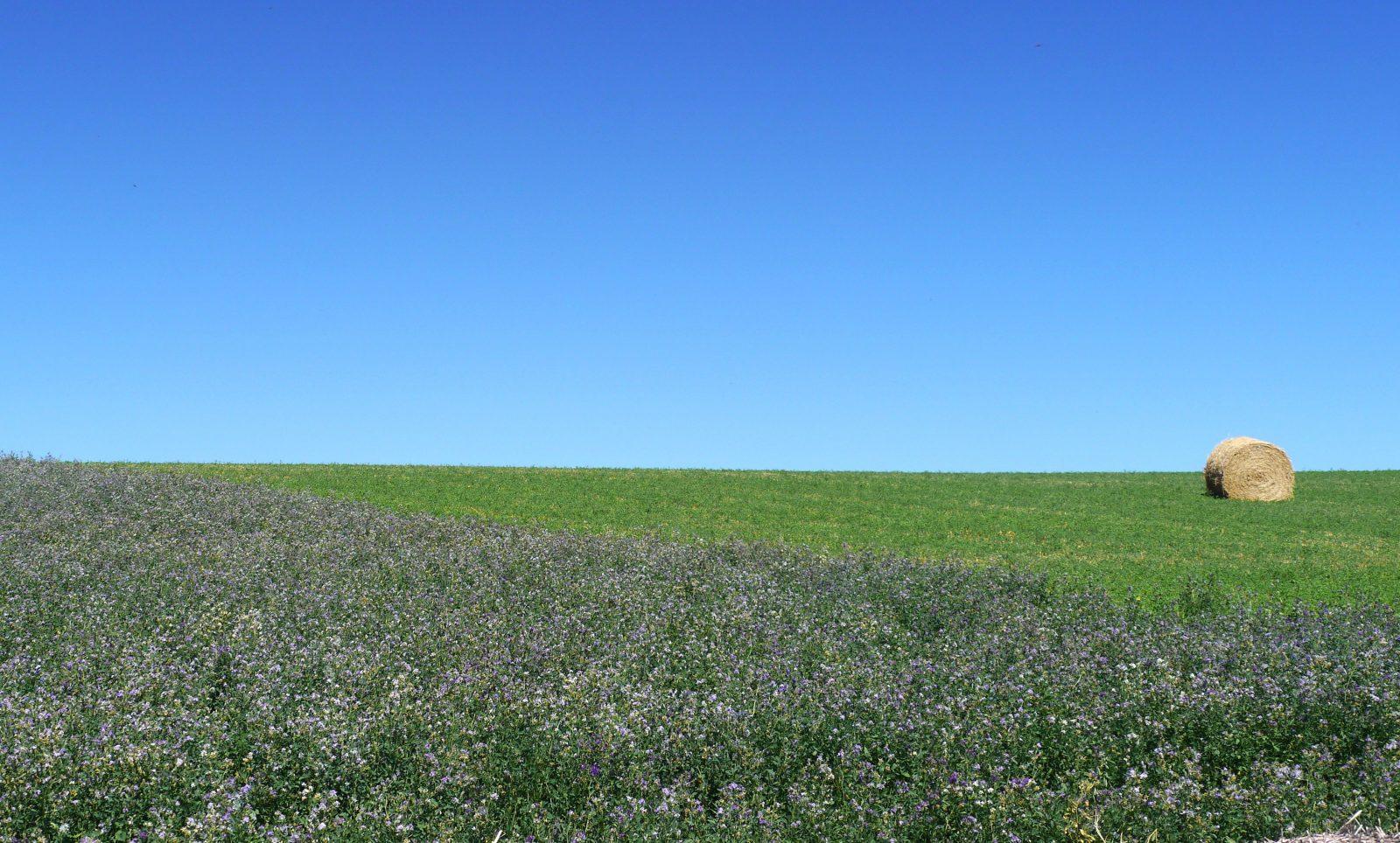 Alfalfa: Fun Facts and How to Use Alfalfa | Curious and Cozy