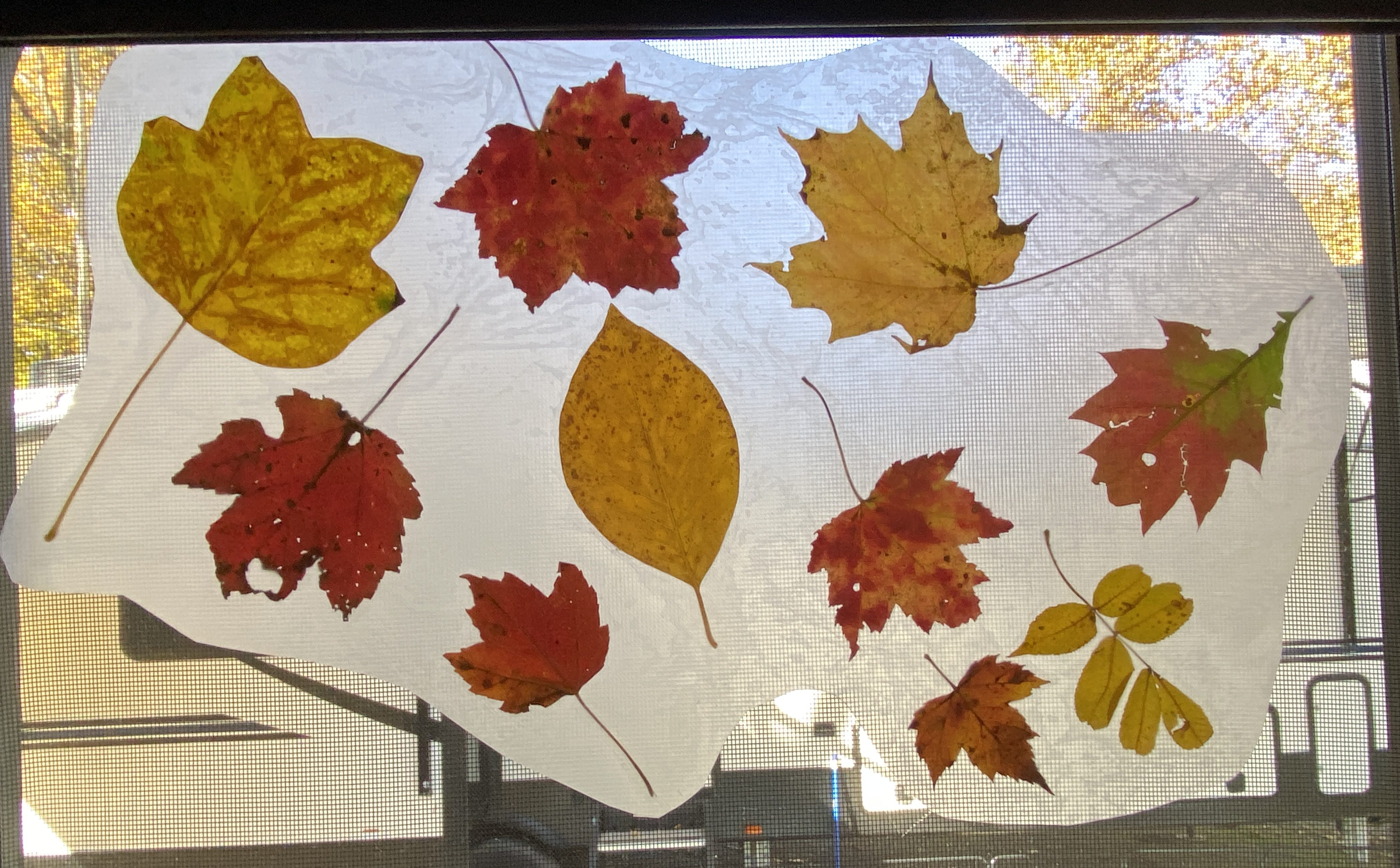 DIY Wax Paper Leaf Suncatchers Curious and Cozy